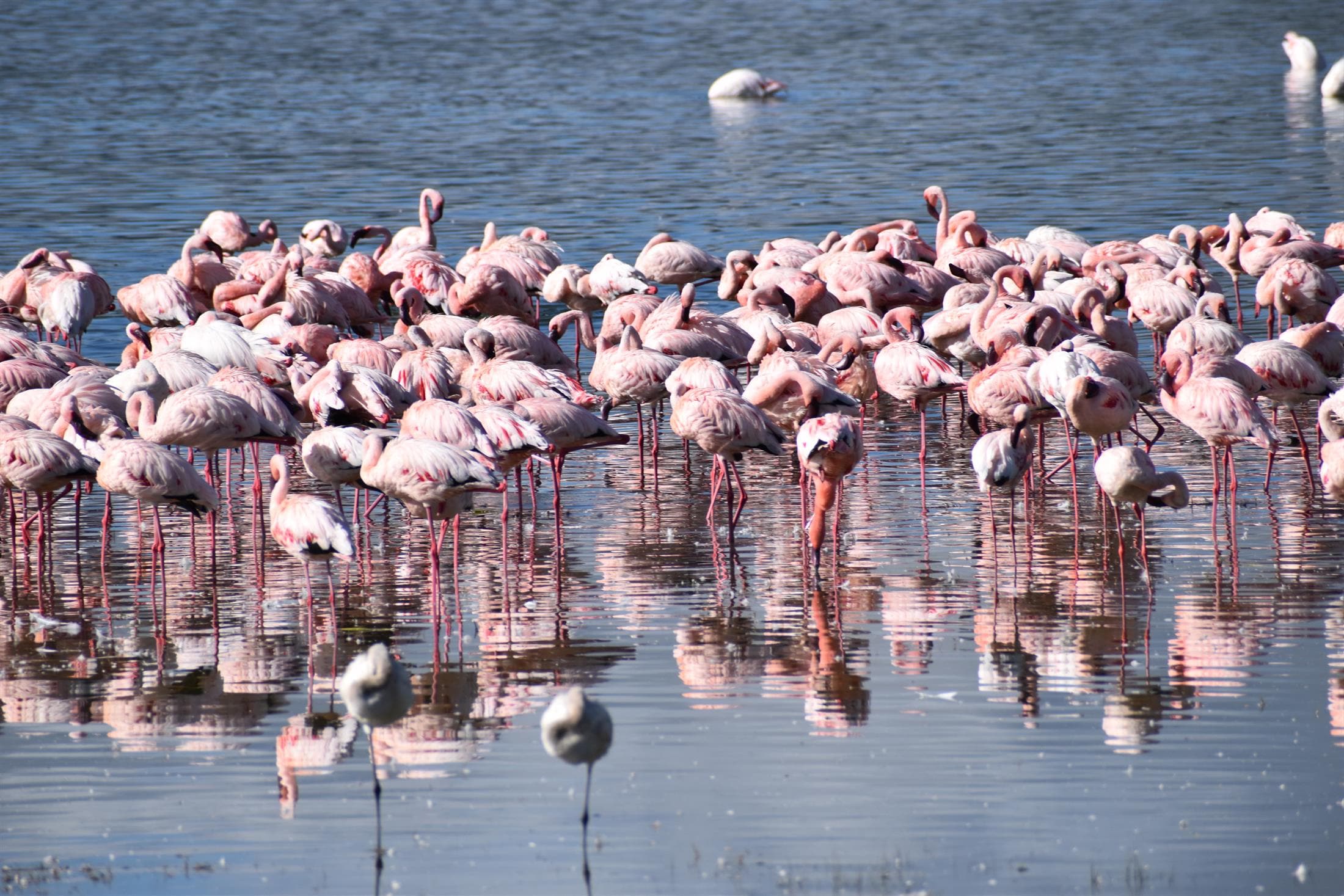 Ngorongoro Crater